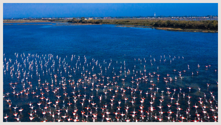 Fenicotteri nel Parco del Delta del Po Veneto (foto Regione Veneto, Enit Open Library)