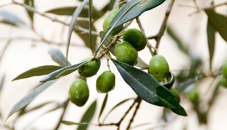 Foto di Janine Joles su Unsplash