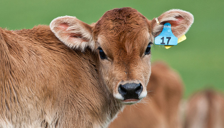 <a href="https://commons.wikimedia.org/wiki/File:Calf_with_eartag.jpg">Dave Young from Taranaki, New Zealand</a>, <a href="https://creativecommons.org/licenses/by/2.0">CC BY 2.0</a>, via Wikimedia Commons