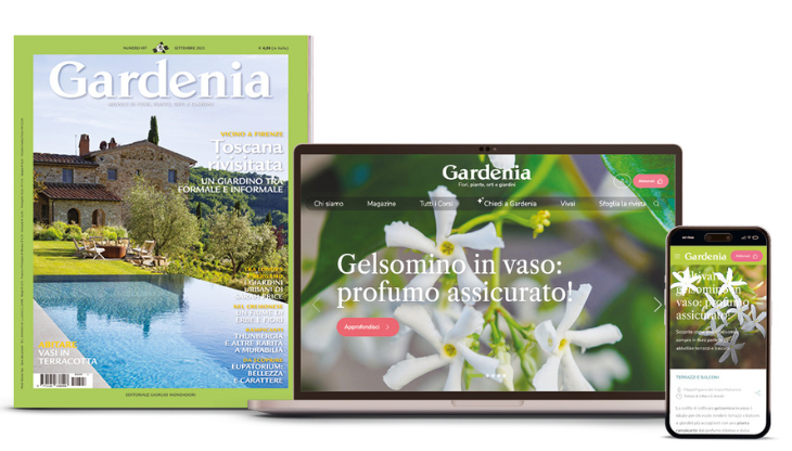 gardenia.png